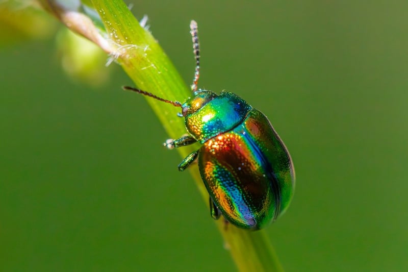 Organic Pest Control